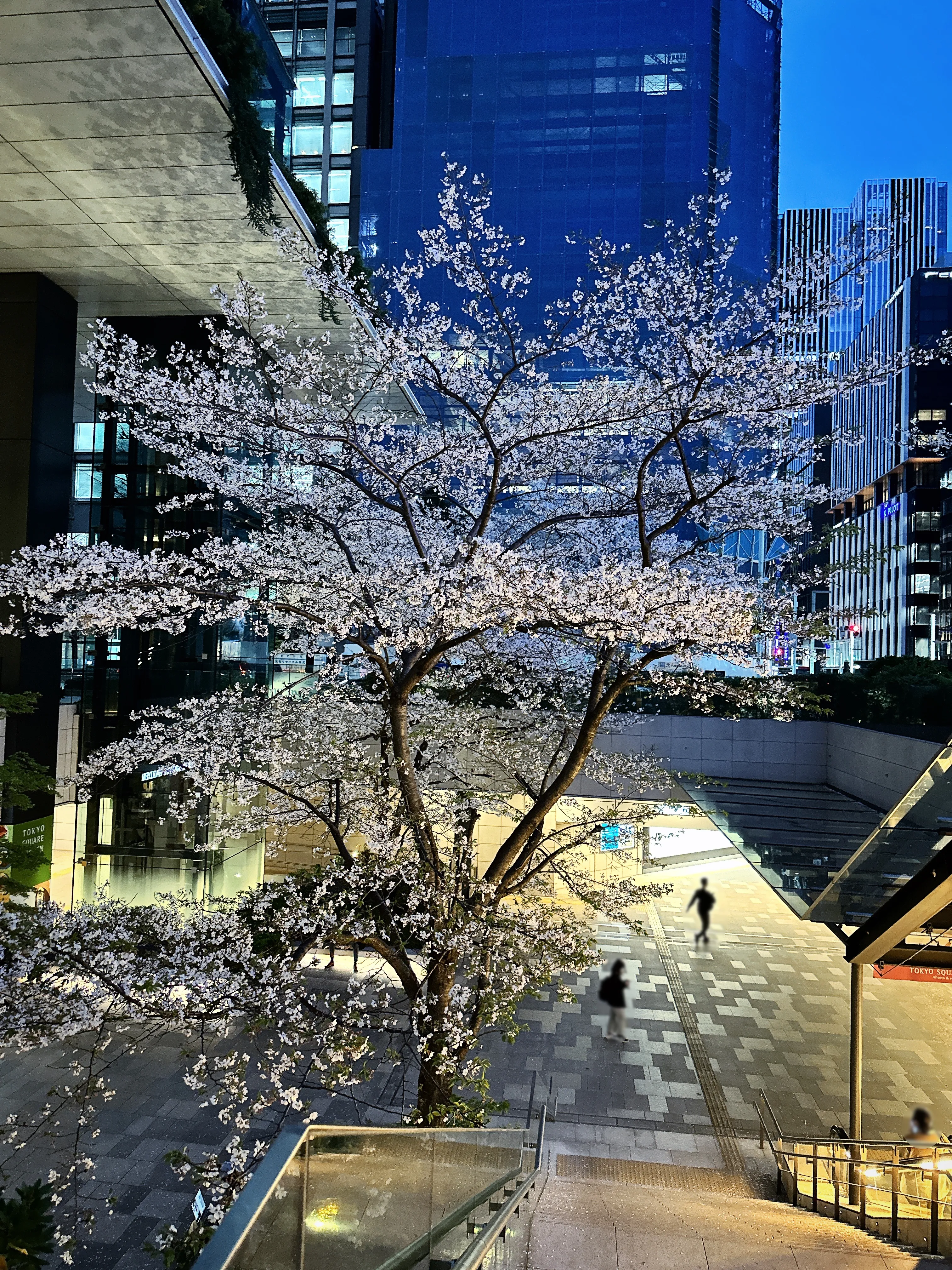 銀座 札幌ドミニカ 京橋銀座店 fig.2